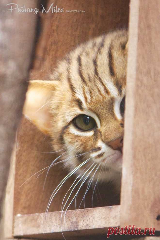 Прощай Рыбалка Кошка Котята | Разговор 2 ПН