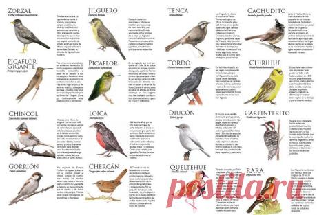 aves chilenas - Búsqueda de Google