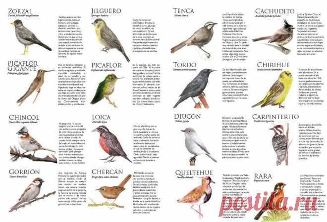 aves chilenas - Búsqueda de Google