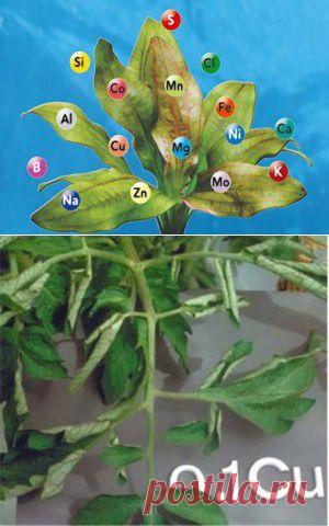 Чего не хватает растениям? Памятка. | Для дачников.ру
