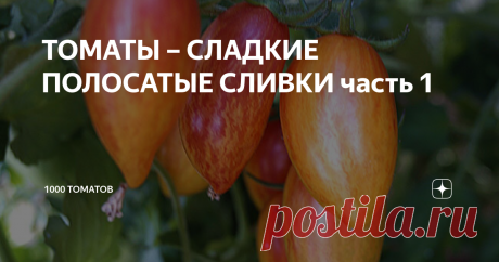 ТОМАТЫ – СЛАДКИЕ ПОЛОСАТЫЕ СЛИВКИ часть 1 Продолжаем знакомить любителей томатов с лучшими сладкими полосатыми сортами  сливовидной формы
Томат Румянец Blush  (США), селекция Фред Хемп (Fred Hempe). В некоторых каталогах встречается по названиями Стыдливый румянец, Румянный тигр, Бланш.
Индет, до 1,6 м, среднеспелый. Сорт пригоден для выращивания и в открытом грунте, и в теплице. Формируется в 2-3 стебля.
Плоды формы удлинённой с острым