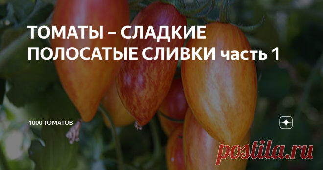 ТОМАТЫ – СЛАДКИЕ ПОЛОСАТЫЕ СЛИВКИ часть 1 Продолжаем знакомить любителей томатов с лучшими сладкими полосатыми сортами  сливовидной формы
Томат Румянец Blush  (США), селекция Фред Хемп (Fred Hempe). В некоторых каталогах встречается по названиями Стыдливый румянец, Румянный тигр, Бланш.
Индет, до 1,6 м, среднеспелый. Сорт пригоден для выращивания и в открытом грунте, и в теплице. Формируется в 2-3 стебля.
Плоды формы удлинённой с острым