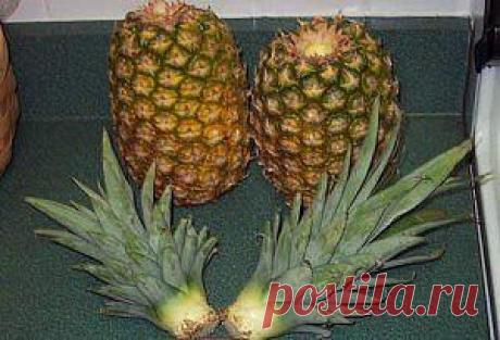 КАК ВЫРАСТИТЬ АНАНАС ИЗ ВЕРХУШКИ?