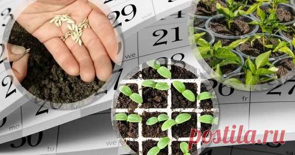 Что посеять в марте на рассаду Зима подходит к концу, а значит, совсем скоро начнется так любимый многими дачный сезон – время работ в саду и огороде. Предлагаем вспомнить, какие культуры нужно сеять на рассаду в первый весенний месяц, и делимся собственными мастер-классами.