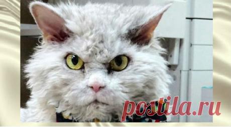 Кот со злым взглядом