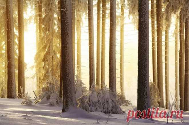 Леса Европы в фотоальбоме Килиана Шенбергера | Журнал 