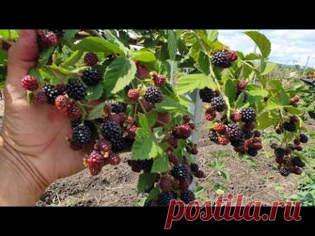СОРТ ЕЖЕВИКИ ИЗ КНИГИ РЕКОРДОВ ГИННЕССА!!! СУПЕР СОРТ! СОРТ ДОЙЛ.