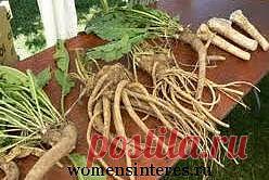 Хрен. Лечебные свойства