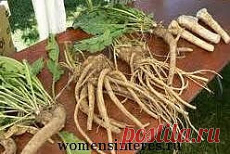 Хрен. Лечебные свойства