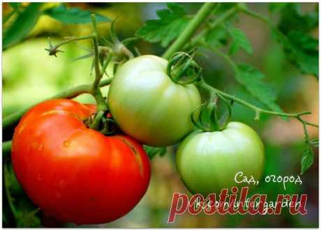 Помидорные секреты быстрого созревания
