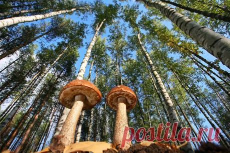 35PHOTO - Вадим Трунов - Под берёзами