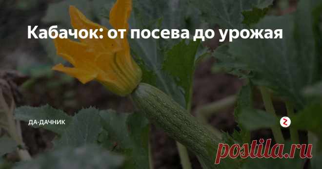 Кабачок: от посева до урожая Кабачок – овощ на огороде незаменимый, идет на стол, как только молодые завязи начнут зреть, и отходит, когда уже большие бочонки лежат на земле.
Но и они идут на зимние закуски. Чтобы получить хорошие кабачки,которые будут поспевать постепенно,надо позаботиться о правильном посеве.
Перед посевом
Всхожесть семян будет лучше, если они пройдут предпосевную обработку, да и заболеваемость у таких семя