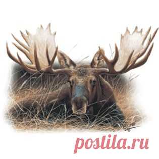 фото лосей в лесу на рабочий стол: 6 тыс изображений найдено в Яндекс.Картинках