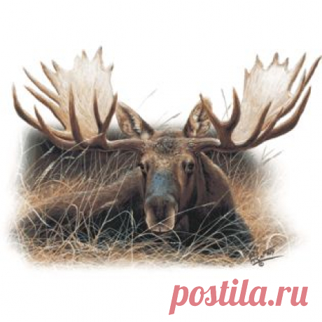 фото лосей в лесу на рабочий стол: 6 тыс изображений найдено в Яндекс.Картинках