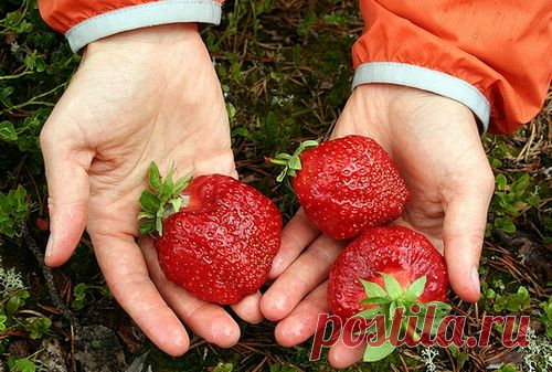 Как выращивать клубнику? Как вырастить большую и сладкую клубнику на огороде, в теплице?