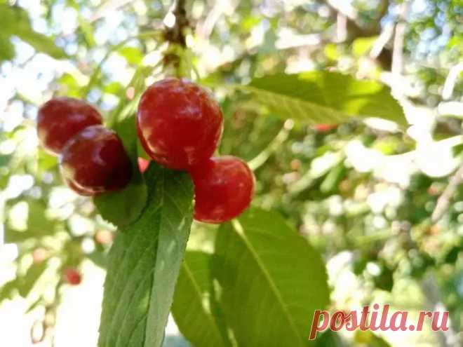 Чем подкормить вишневые деревья весной: ягоды будете собирать ведрами . Весна – это время, когда растения, в том числе вишни, начинают просыпаться от зимнего сна.