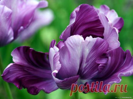 фиолетовый цвет - 707 . картинок. Поиск@Mail.Ru