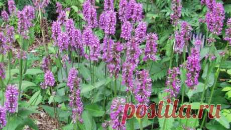 «Продай пальто, купи буквицу» — Дары природы