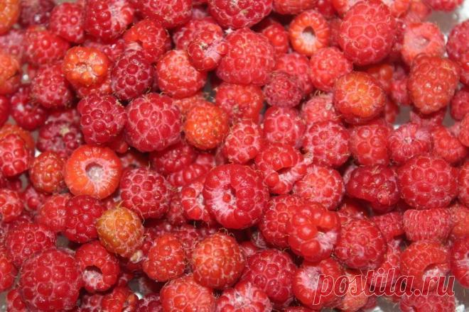 Травы июля: делаем правильный чай. Ферментация и сушка трав | Журнал Ярмарки Мастеров