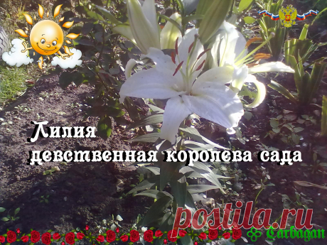 Лилия — удивительной красоты цветок, один из самых древних среди множества луковичных растений. Нет ничего странного в том, что именно лилия сегодня является королевой многих садов, ведь изображения лилии белоснежной, одной из самых изысканных лилий, находили еще в старинных манускриптах и на античных фресках.