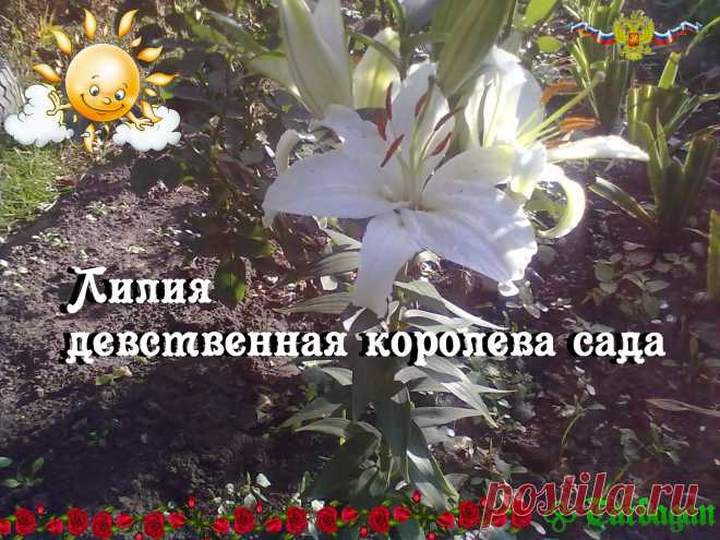 Лилия — удивительной красоты цветок, один из самых древних среди множества луковичных растений. Нет ничего странного в том, что именно лилия сегодня является королевой многих садов, ведь изображения лилии белоснежной, одной из самых изысканных лилий, находили еще в старинных манускриптах и на античных фресках.