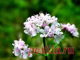 Лекарственные травы: валериана