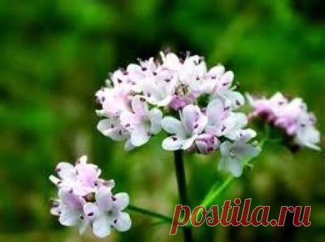 Лекарственные травы: валериана