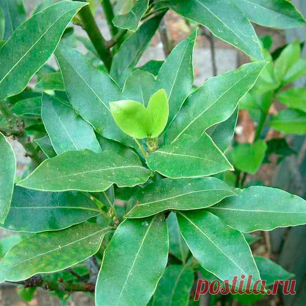 Комнатное растение Лавр (Laurus). Лавр - быстрорастущее стройное дерево, может быть красивым комнатным растением, рост которого можно ограничить с помощью прищипки и обрезки, придавая ему любую форму. Высота растений в природе может достигать 6-18 м. В домашних условиях лавр представляет собой куст, способный вытянуться на 1-1,4 м. Цветение украшает кустик лавра, хотя цветки, собранные в зонтиковидные соцветия, у него - мелкие и невзрачные.
