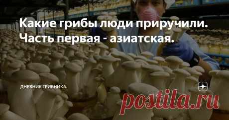 Какие грибы люди приручили. Часть первая - азиатская. Кроме знакомых всем россиянам вешенок и шампиньонов люди искусственно научились выращивать и другие грибы. Не буду сильно вдаваться  в подробности и особенности выращивания - просто смотрите картинки и читайте короткое описание.
1.Еринги,Эринги(степная вешенка) Pleurotus eryngii
Крупные грибы с мощной ножкой и маленькой шляпкой. Подходят для жарки и как ингредиент составных блюд.
Яндекс картинки