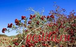 Селитрянка - единственное плодовое растение соленых пустынь.​ - Садоводка