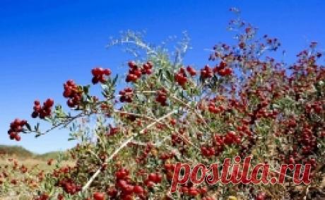 Селитрянка - единственное плодовое растение соленых пустынь.​ - Садоводка