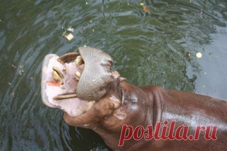 Попрошайка...