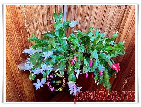 За декабристами теперь ухаживаю только так. Затрат — минимум, а цветов столько, что листьев не видно. Рабочая инструкция вам 🌹 | Палисадничек | Дзен