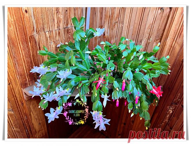 За декабристами теперь ухаживаю только так. Затрат — минимум, а цветов столько, что листьев не видно. Рабочая инструкция вам 🌹 | Палисадничек | Дзен