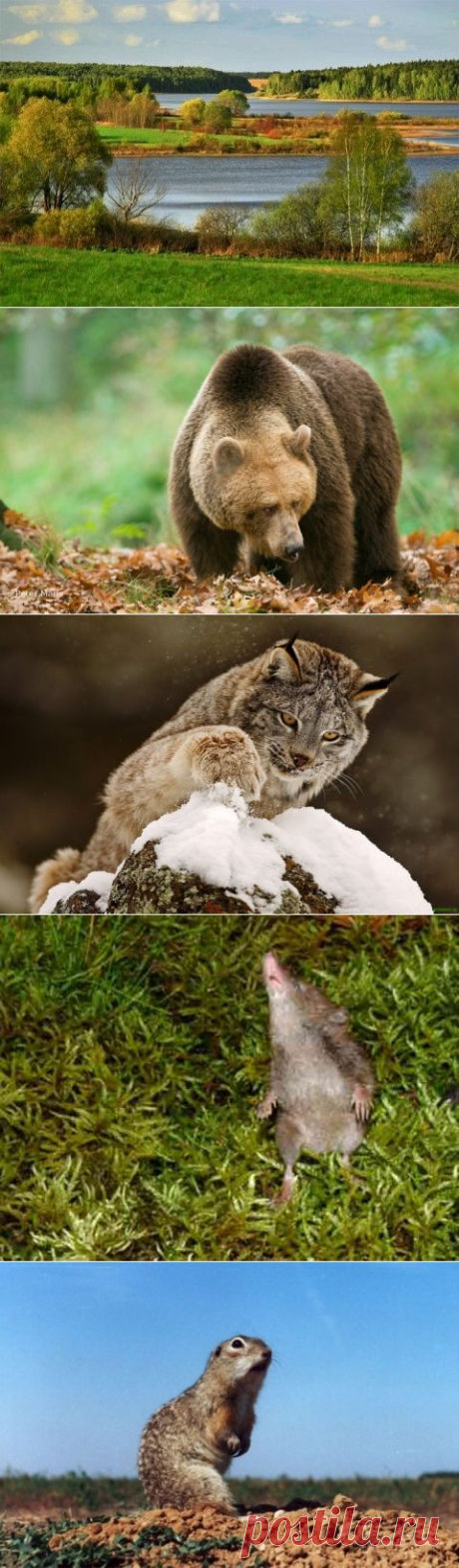 Красная книга Московской области. | НАШ ГОРОДОК