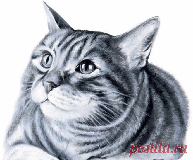 Рисуем кота