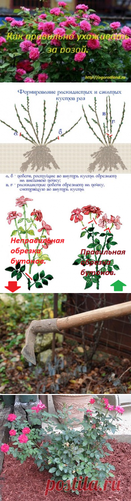 Как правильно ухаживать за розой. | Сад и Огород