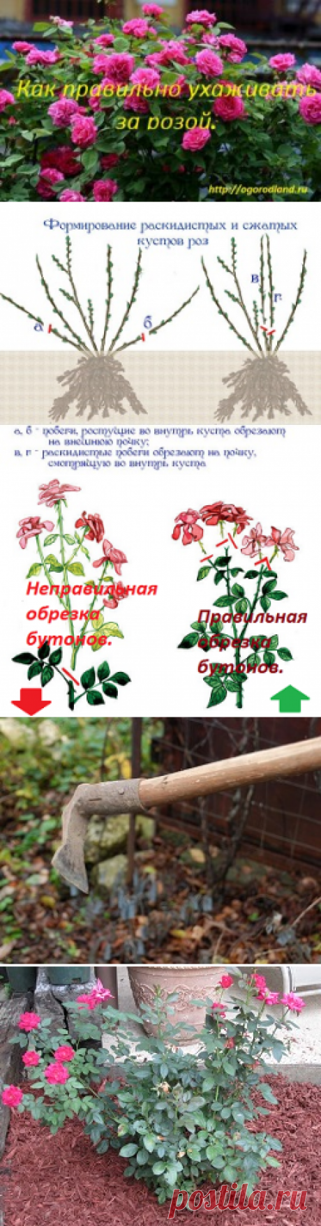Как правильно ухаживать за розой. | Сад и Огород