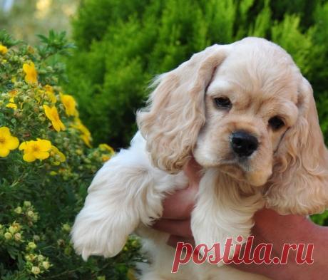 Американский кокер-спаниель | Описание, характер, дрессура и правила воспитания (115 фото)