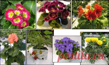 Цветы на минеральной вате