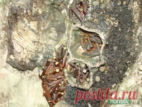 Коллажи и декоративные панно - Страница 5 - Флористика: популярный флористический форум