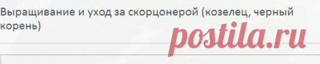 Выращивание и уход за скорцонерой (козелец, черный корень) | Сайт о саде, даче и комнатных растениях.