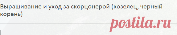 Выращивание и уход за скорцонерой (козелец, черный корень) | Сайт о саде, даче и комнатных растениях.