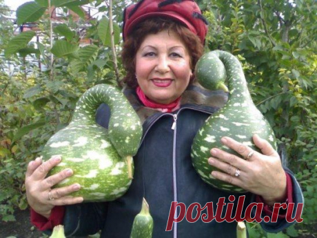 Впервые вижу такую чудо тыкву! Это Лагенария - Гусь в яблоках!
(а также поделки из лагинарий.)