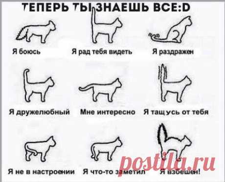 Как понять кошку | Хитрости Жизни