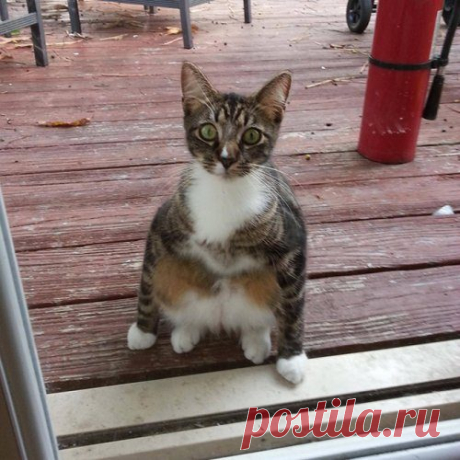 Кошки, которые разучились сидеть по-кошачьи / Питомцы