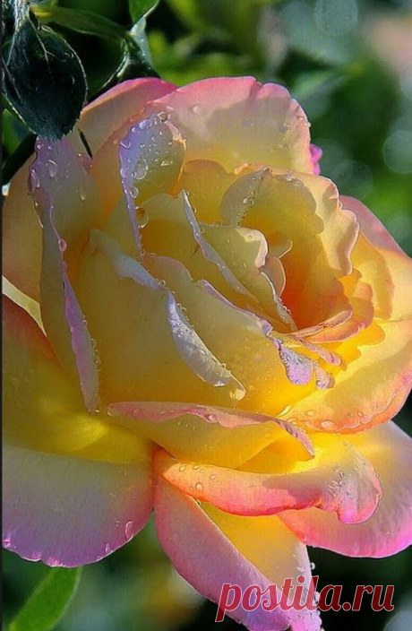 Beautiful rose with the dew on it and gentle morning…  |   Pinterest • Всемирный каталог идей