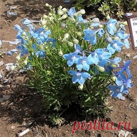 original.jpg (изображение «JPEG», 600 × 600 пикселов)