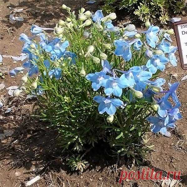 original.jpg (изображение «JPEG», 600 × 600 пикселов)