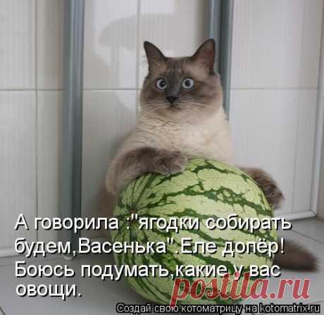 И опять коты... / Болталка / Юмор